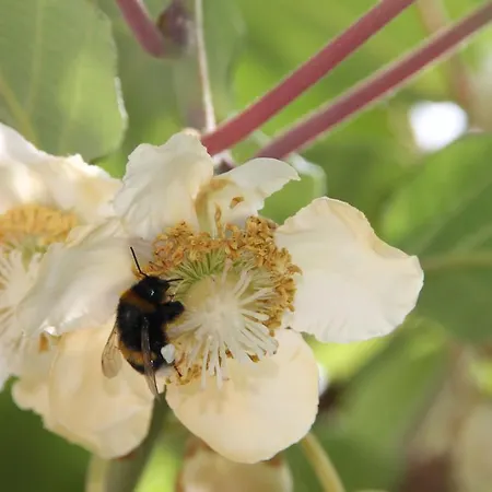 Hotel Riesenjunior By Trip 3*