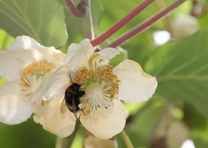 酒店 Riesenjunior By Trip 3*